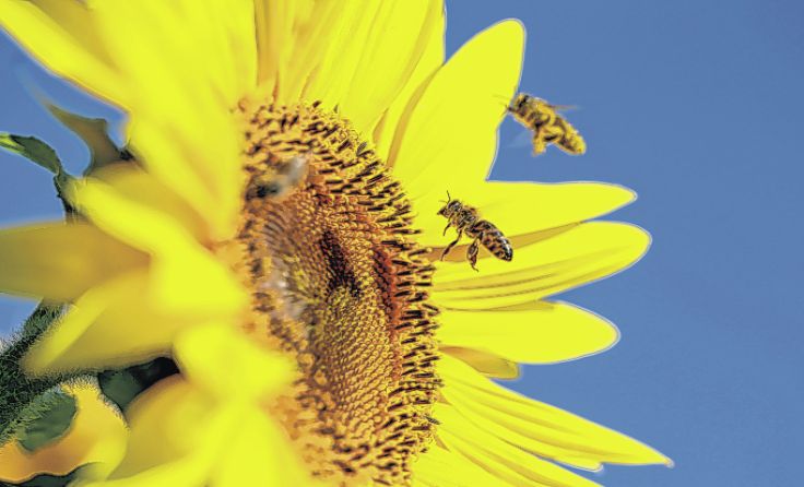 Mehr Lebensraum für Insekten ist das Ziel der Vorchdorfer Initiative. Foto: Weihbold