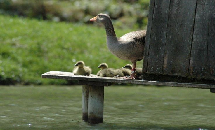 Graugans beim Verlassen des Nestes nach dem Schlüpfen Foto: KLF