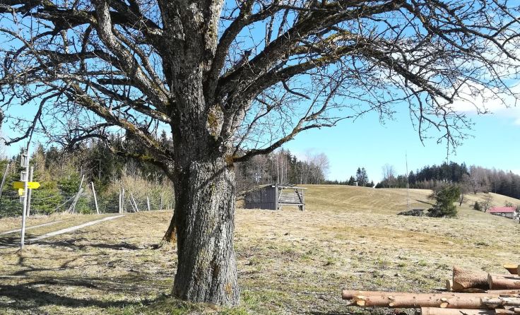 Platz der künftigen Freizeitwiese Foto: Derflinger