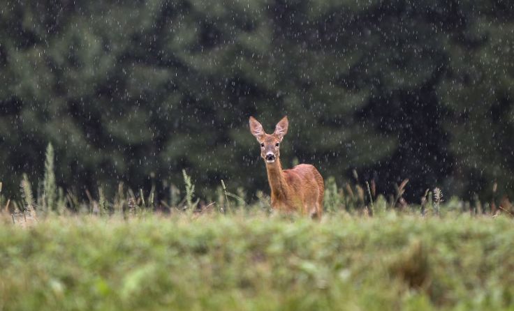 Die Abschusszahlen im Bezirk sollen weitgehend gleich bleiben. Foto: Weihbold