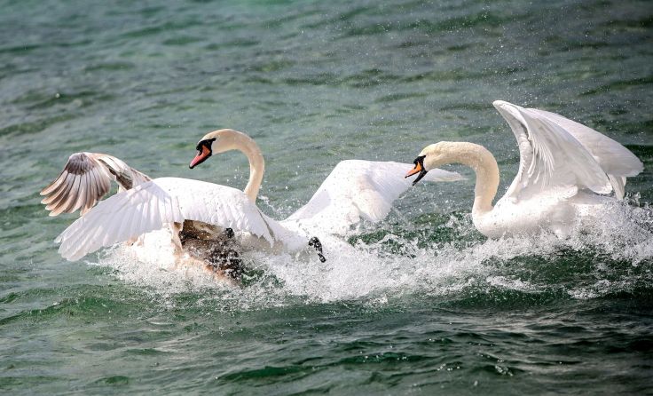 Markierungen schützen fliegende Schwäne vor den Leitungen. Foto: Weihbold