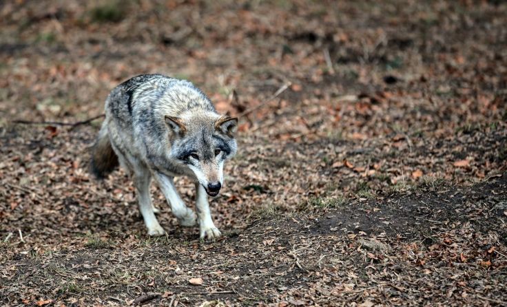 DNA-Spuren bestätigen: Im Bezirk ist ein Wolf unterwegs. Symbolbild: Weihbold