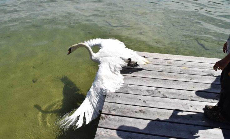 Nach erfolgreicher „Operation“ startete der Schwan wieder in den See. Foto: OETV