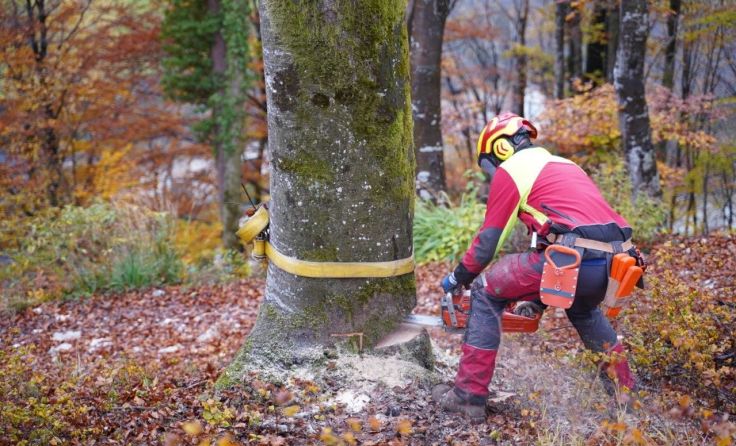 Helm, Schutzausrüstung und gute Ausbildung schützen bei der Waldarbeit. Foto: F. Hader