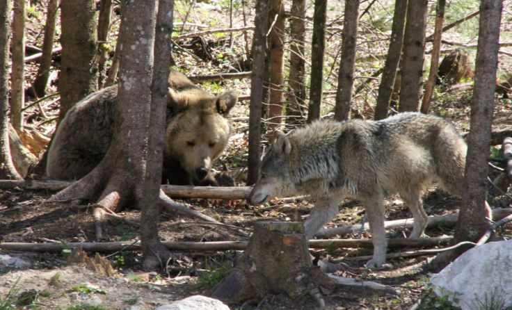 Auch Bär und Wolf sind im Wildpark zu Hause. Foto: Sandra Lankmaier (Archiv)