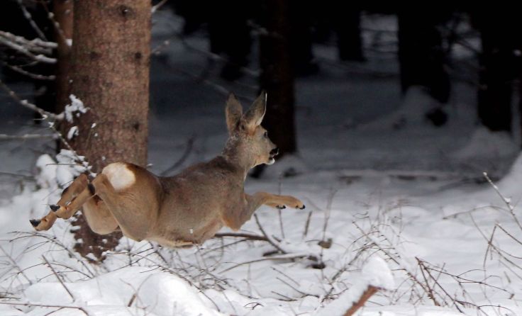 Aufgeschreckte Wildtiere brauchen unnötig wertvolle Energie. Foto: Weihbold
