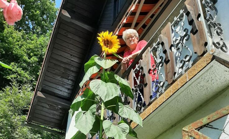 Vom Balkon aus blickt Hilde Eckmair ihrer Sonnenblume direkt "ins Gesicht". (Foto: Tóth)