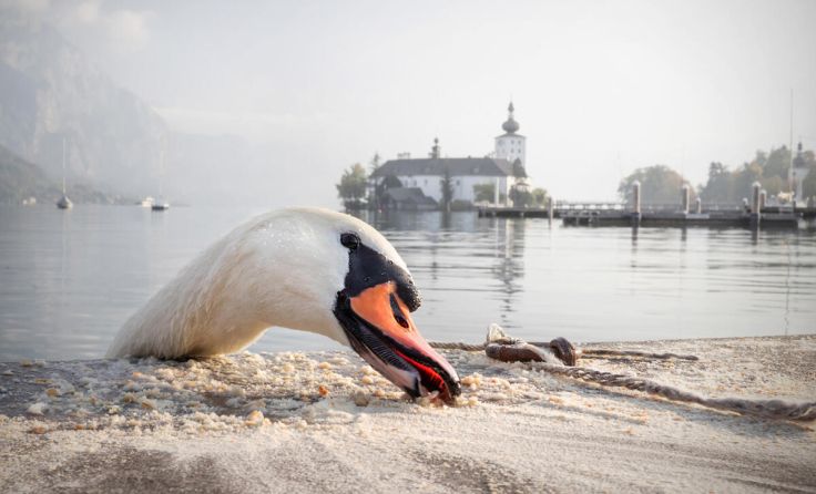 "Schwanenbussi" (Foto: Petra Ries Images)