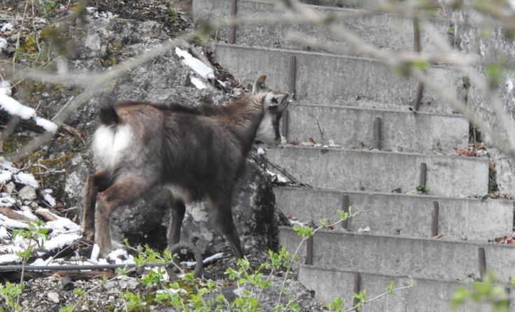  (Foto: Zoo Salzburg)