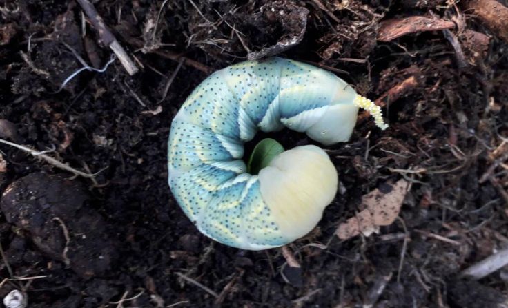 Raupe (Foto: Pesendorfer)