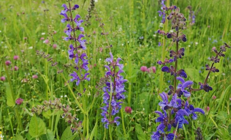 Blühflächen sind wichtige Lebensräume für Insekten. (Foto: Stadtgemeinde Laakirchen)