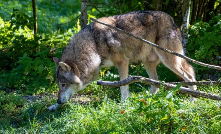 Ein Wolf soll in Rußbach Lämmer gerissen haben. (Foto: Adobe Stock / thomas)