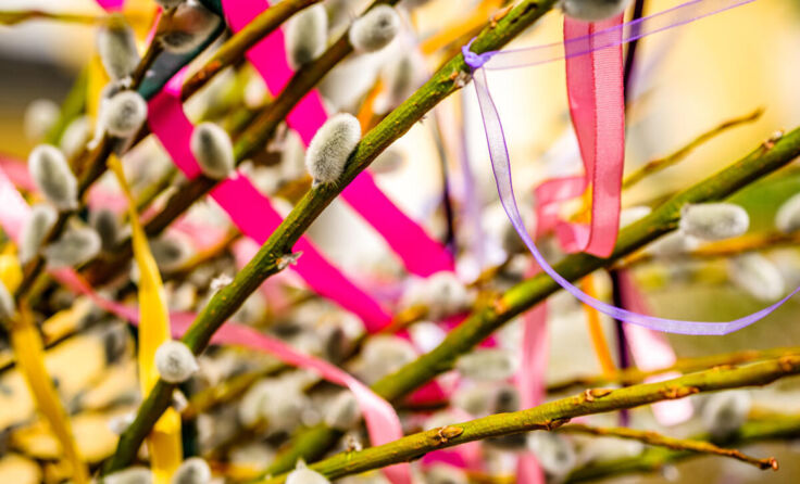 Palmbuschen (Foto: Ralph Hoppe - www.FooTToo.de / Adobe Stock)