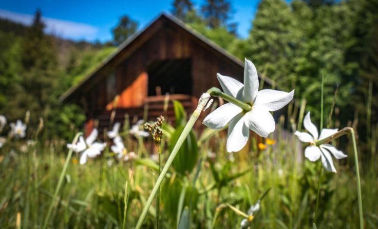 Singa und Spün zur Narzissenblüah (Foto: Adobe Stock / Andrea Aigner)
