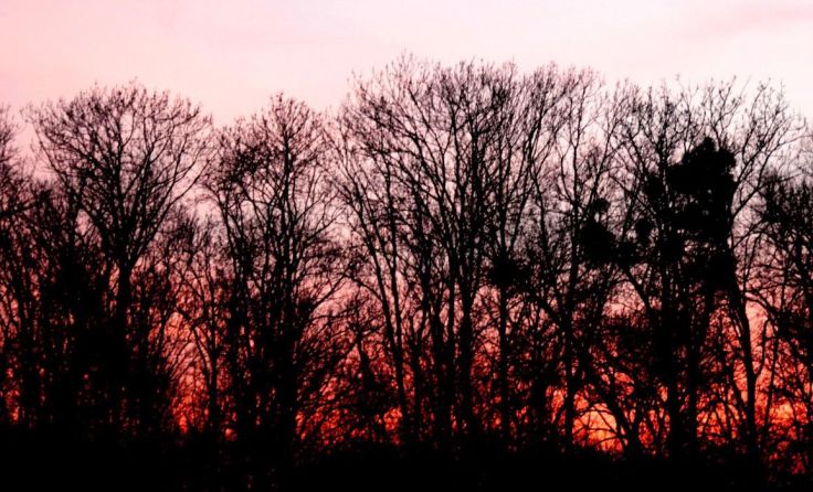 Derzeit herrscht hohe Waldbrandgefahr im Bezirk Melk. *Foto: Grey59/pixelio.de