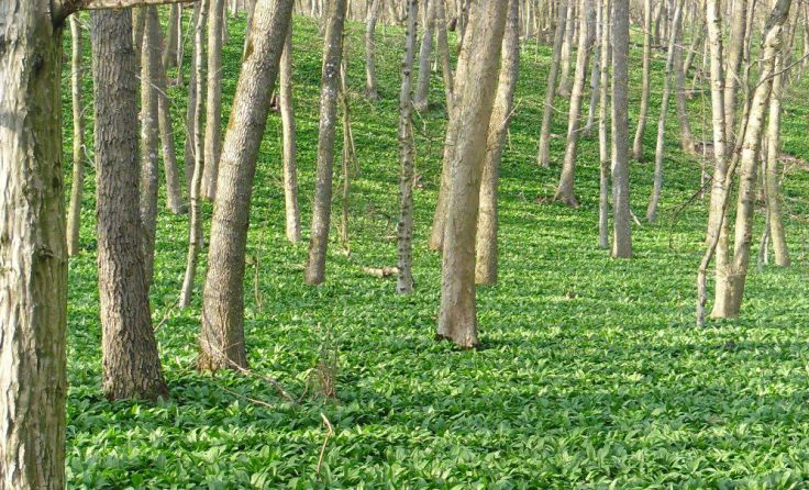 Jetzt ist die optimale Zeit um Bärlauch zu ernten. *Foto: Johann Püller/pixelio.de 