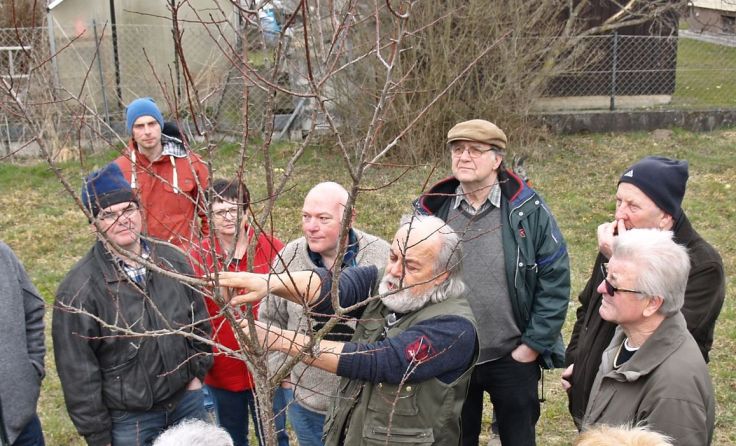 Zahlreiche Baumschnittkurse werden im Wald- und Mostviertel organisiert. *Foto: Moststraße
