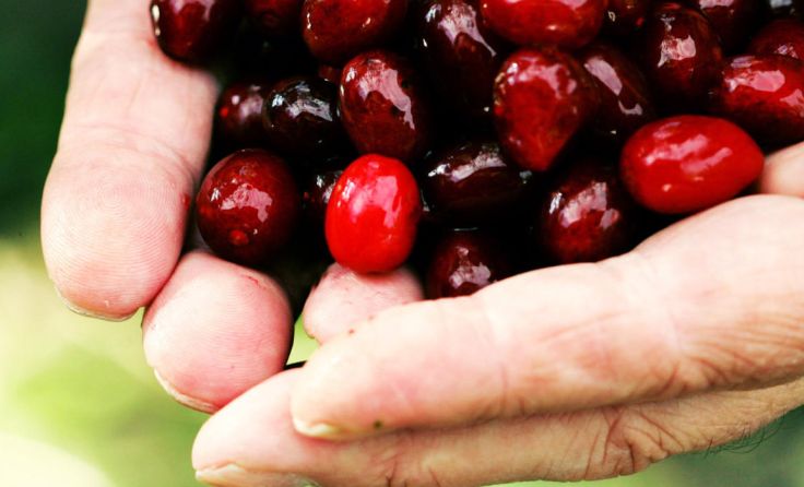 Die länglich ovalen Früchte sind reich an Vitamin C. Foto: weinfranz.at