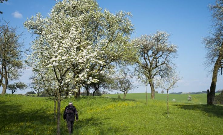 Die für das Mostviertel typische Streuobstwiese Foto: J. Thoma, Streuobstwiese