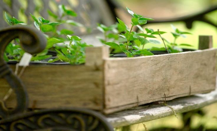 Foto: Natur im Garten/Alexander Haiden