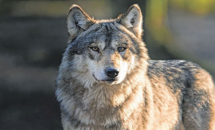Der Wolf steht im Zentrum eines Diskurses. Symbolfoto: Waitandshoot/Shutterstock.com