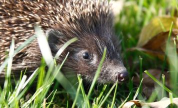 Wie man Igel schützen kann