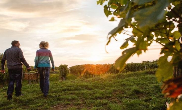 Der Traisentaler Weinherbst verspricht Genuss pur. Foto: schwarz-koenig.at