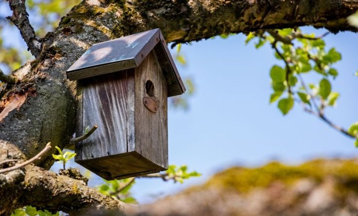 Nistkästen locken Vögel dauerhaft in den Garten. Foto: encierro/Shutterstock.com