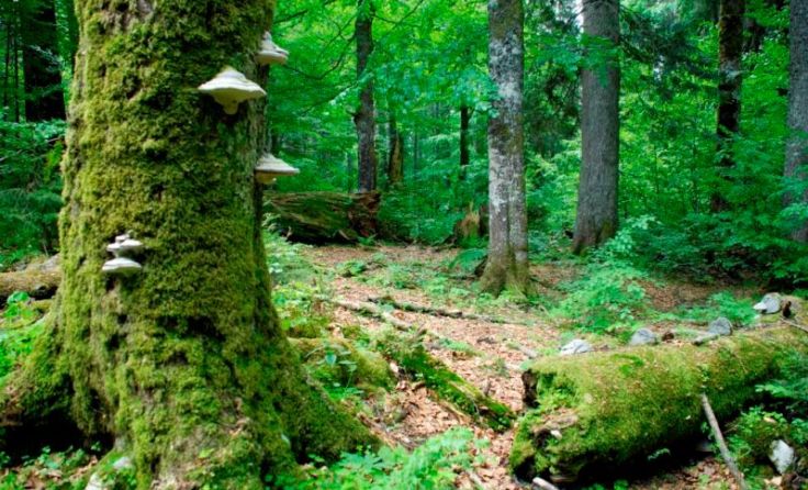 Der Urwald Rothwald im Wildnisgebiet Dürrenstein (Bezirk Scheibbs) Foto: Theo Kust