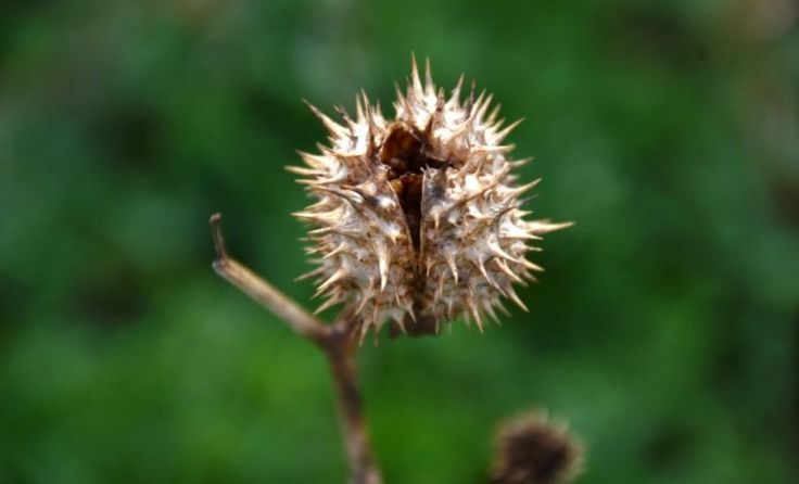 Tips-Redakteur Norbert Mottas fotografierte einen Stechapfel in seinem Garten.