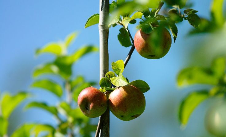 Ein Klassiker im Obstgarten: der Apfelbaum Foto: Natur im Garten/Alexander Haiden