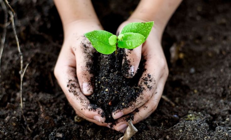 Am 5. Dezember wird der Tag des Bodens gefeiert. Foto: TinnaPong/Shutterstock.com