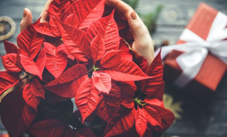 Weihnachtssterne sind beliebte Advent-Pflanzen. Foto: Jet Cat Studio/Shutterstock.com