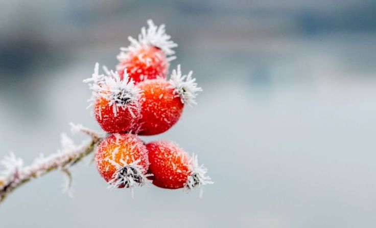 Die Hagebutte - eine echte Powerfrucht Foto: MVolodymyr/Shutterstock.com