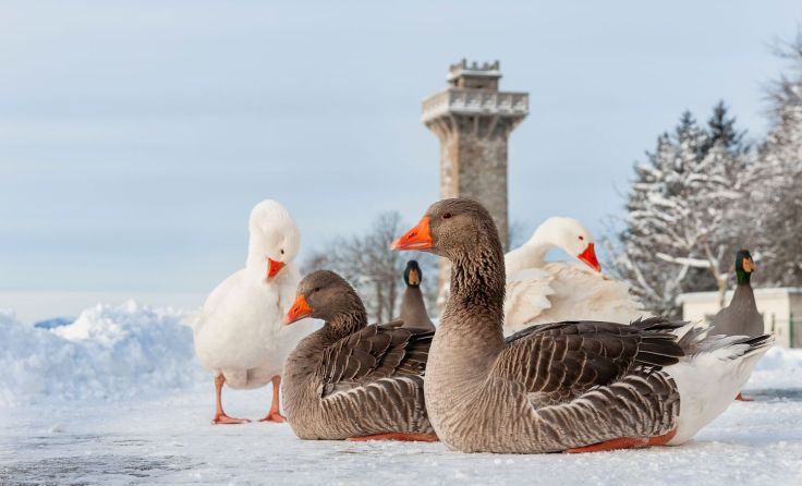 Gänse und Laufenten in der frischen Wintermorgenluft Foto: Daniela Weissensteiner