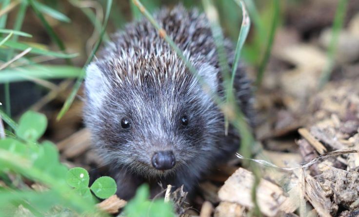 Igel sind standorttreue Tiere – wenn alles passt, bleiben sie. Foto: Ingrid Schantl