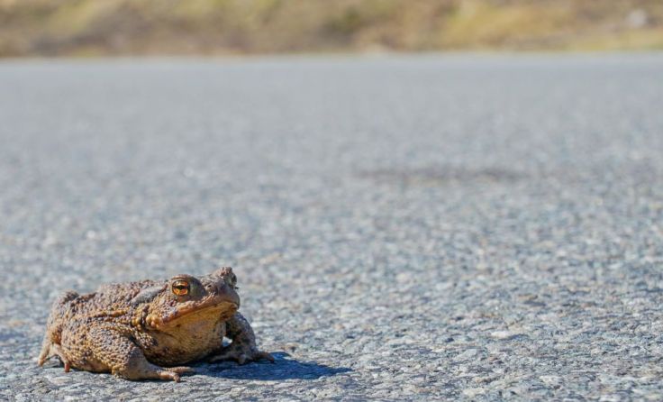 Kröten müssen auf ihrer Reise oft breite Straßen überqueren. Foto: Axel Schmidt