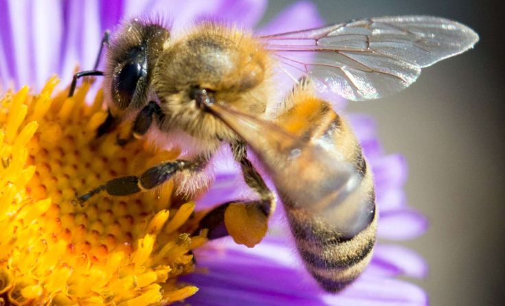 Für den Menschen essenziell: die Biene Foto: Mr. Background/Shutterstock.com