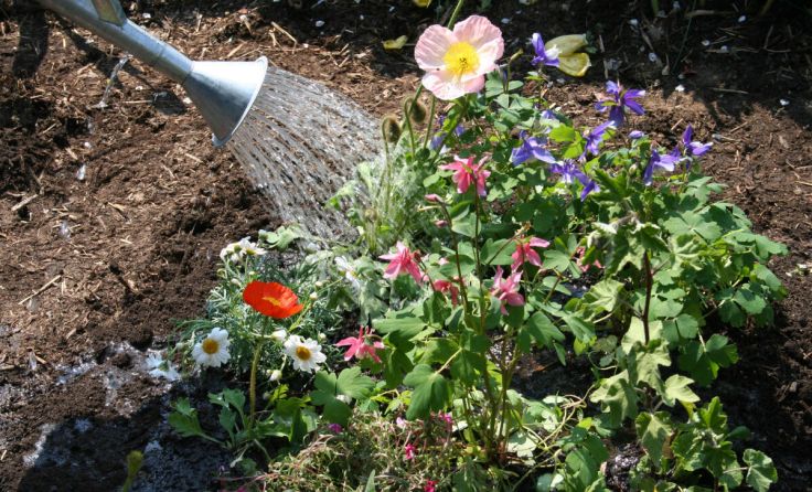Ideal für Pflanzen ist das Regenwasser aus der Tonne. (Foto: Natur im Garten/J. Brocks)