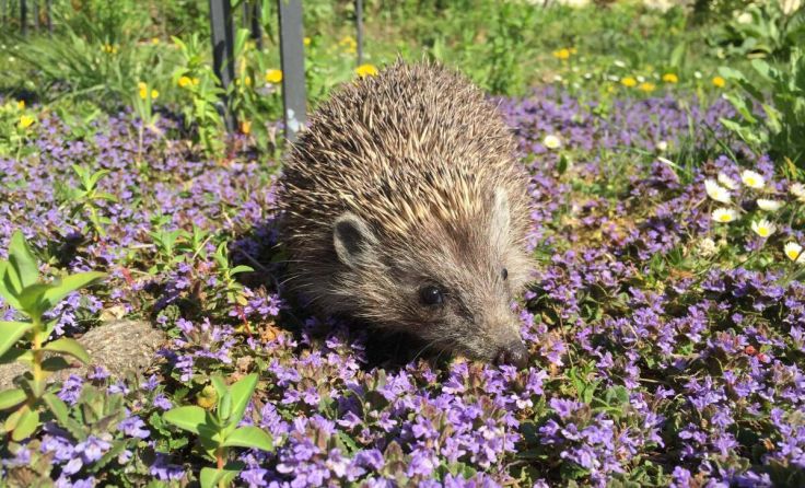 Tag des Igels (Foto: Natur im Garten Katharina Weber)