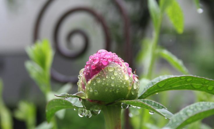 Weltwassertag (Foto: Natur im Garten/Brocks)