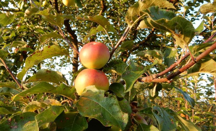 Äpfel (Foto: Petra Petz)