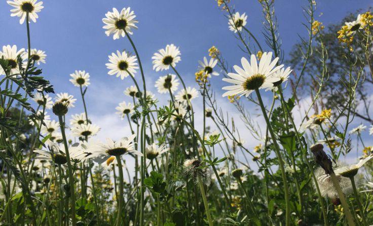  (Foto: „Natur im Garten” / K. Weber)