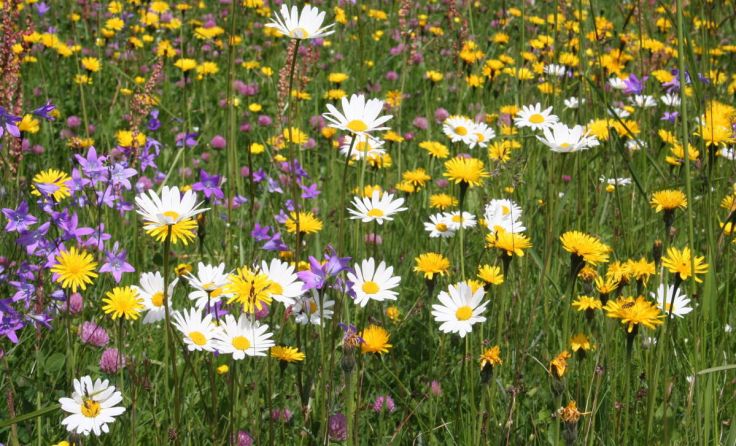 Blumenwiese (Foto: Natur im Garten/J. Brocks)