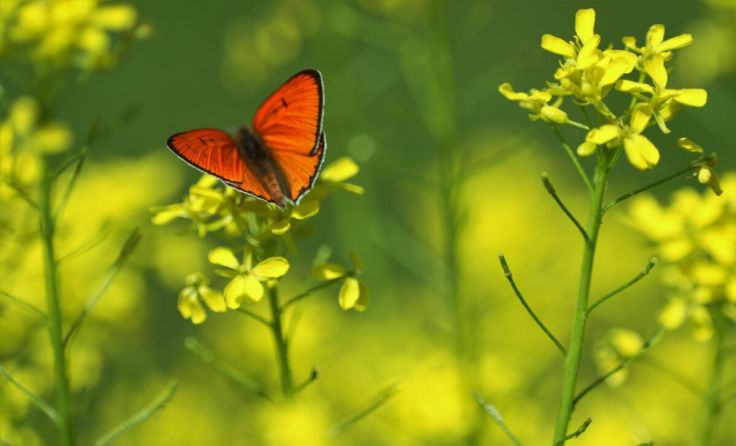 Großer Feuerfalter (Lycaena dispar) in Amstetten (Foto: Frank Harmetzky)