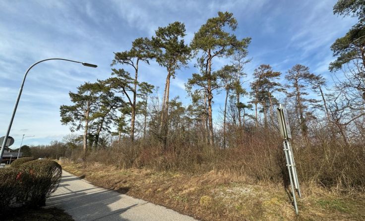 Die Kiefern in Waldheim (Foto: Stadt Amstetten)
