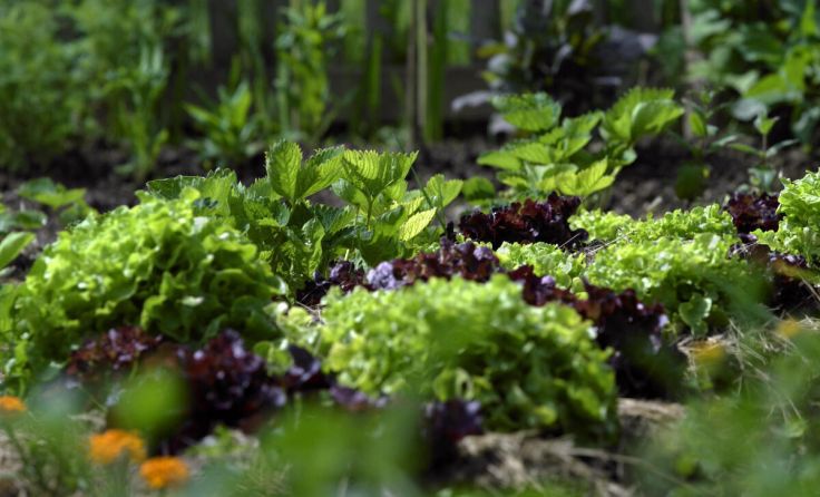 Gemüsegarten (Foto: Natur im Garten/Alexander Haiden)