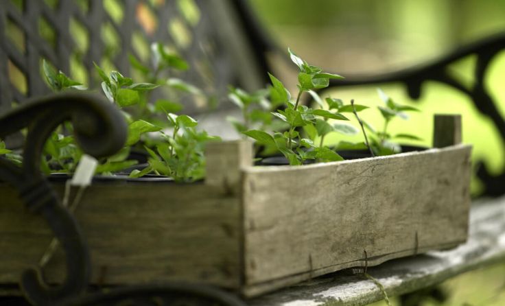 Einblick in den Schaugarten Opitz (Foto: Natur im Garten/Alexander Haiden)