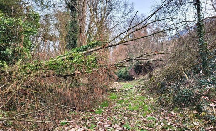 Betroffenes Areal bei der Ybbs in Hausmening (Foto: Stadt Amstetten)