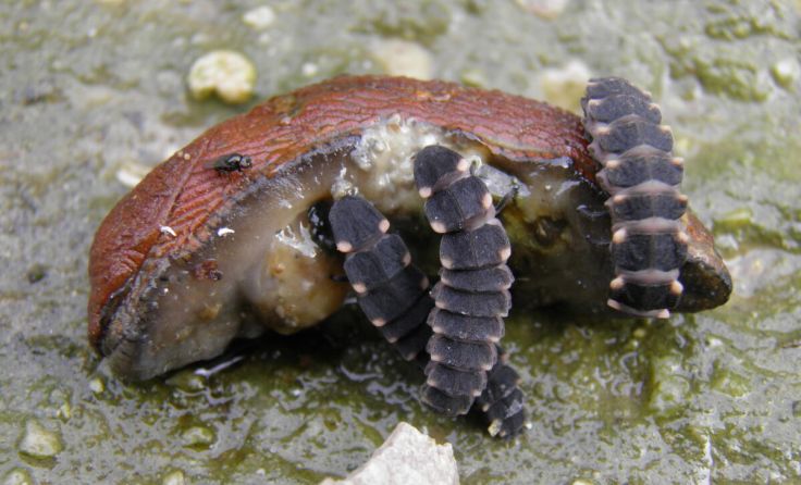 Glühwürmchenlarven fressen eine Schnecke (Foto: Natur im Garten/Bernhard Haidler)